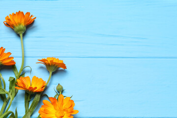 Beautiful fresh calendula flowers on light blue wooden table, flat lay. Space for text