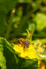 Honeybee collecting nectar from yellow flower outdoors, closeup. Space for text