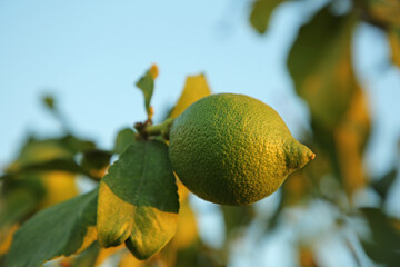 Citrus tree with unripe fruit outdoors, closeup