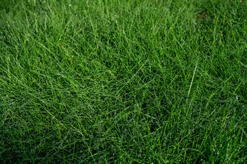 Tall lawn grass covered with dew in the early morning, as a nature background
