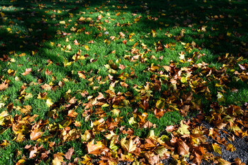 Obraz premium Signs of fall, dry maple leaves on a lush green lawn highlighted by sunlight, as a nature background 