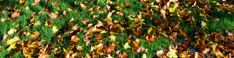 Signs of fall, dry maple leaves on a lush green lawn highlighted by sunlight, as a nature background
