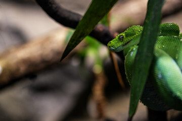 Green python snake on a branch.