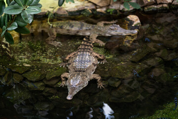 A scaly crocodile in the water.