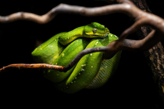 Green python snake on a branch.