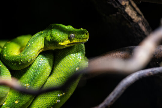 Green python snake on a branch.