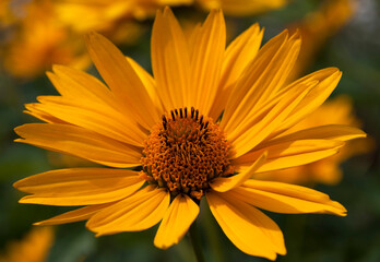 bright yellow flowers growing among green leaves