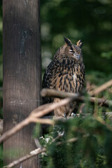 Great horned owl on a branch.