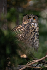 Great horned owl on a branch.
