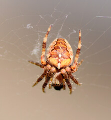 European Garden Spider (Cross Orb-Weaver)
