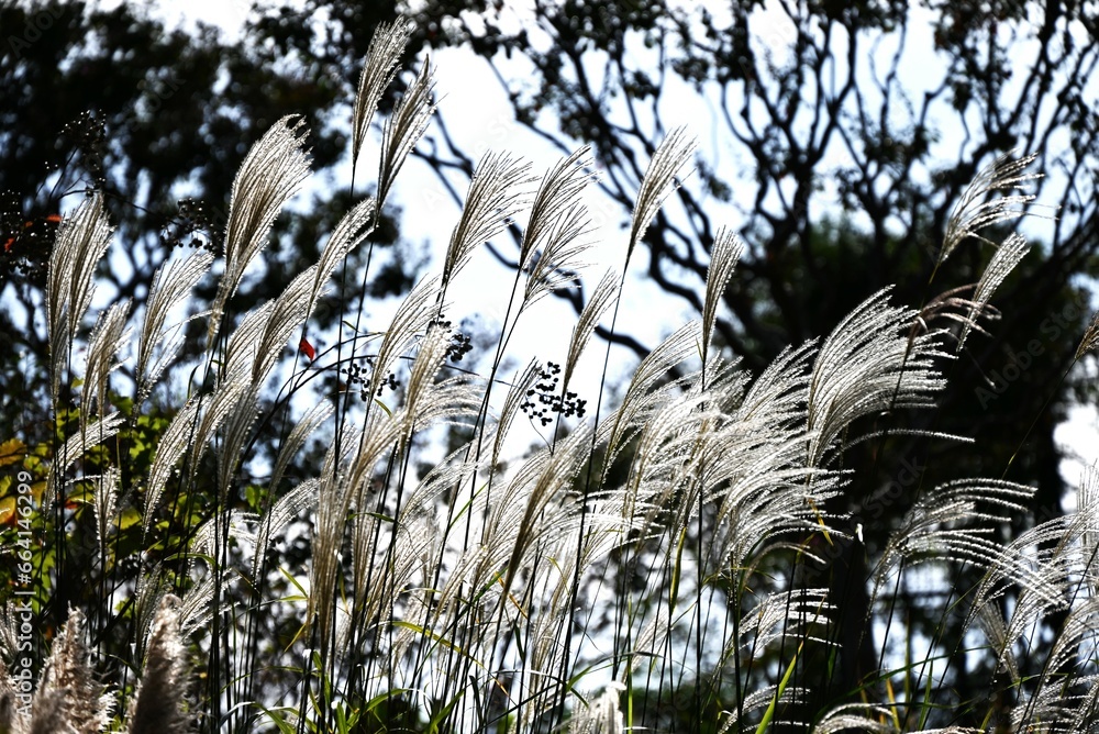 Poster japanese pampas grass. seasonal background material. poaceae perennial plants.