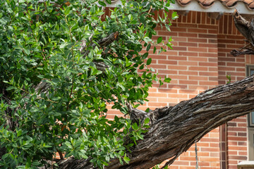 tree in the garden with brick wall