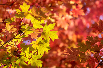 Leaves turn red on the trees in autumn