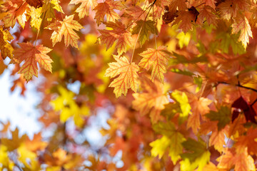 Leaves turn red on the trees in autumn