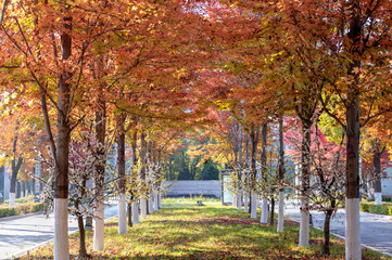 Leaves turn red on the trees in autumn