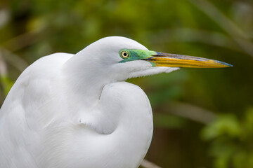 Male Great Egret in breeding colors