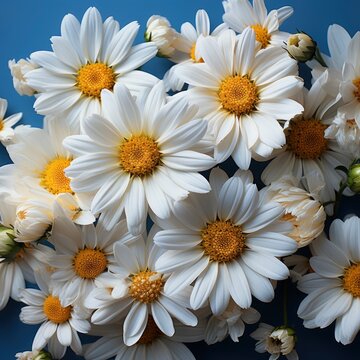 Photo Top View Of White Daisies , Background Image ,Desktop Wallpaper Backgrounds, Hd