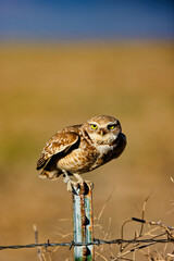 Burrowing Owl 22