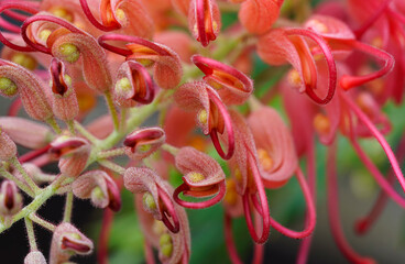 Vibrant Red Grevillea Flower Close-Up photo