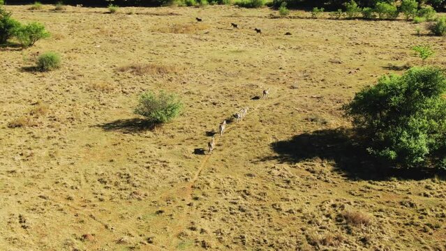 Drone aerial Zebra herd walking in a row in the wild on a Spring day