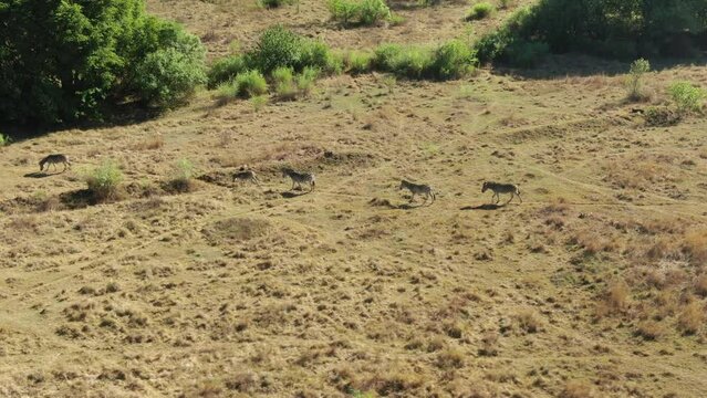 Drone aerial, Zebra herd crossing a ditch in the wild walking in a row