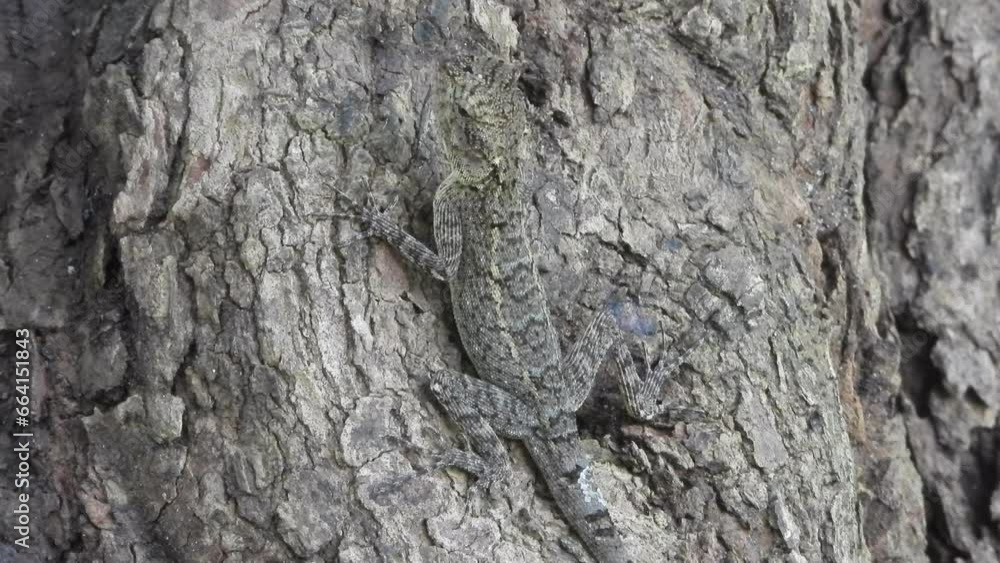 Poster lizard in tree - invisible .