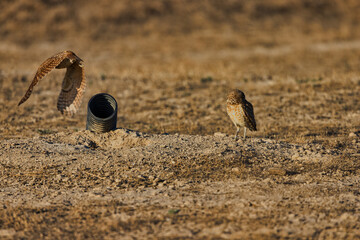 Burrowing Owl 5