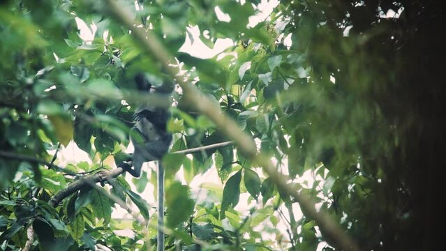 a family of silvered leaf monkey or silvery lutung in a wildlife