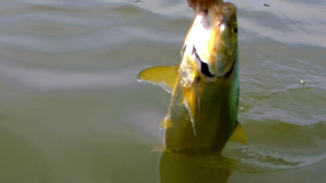 Golden fish (Salminus brasiliensis) being released back into the water