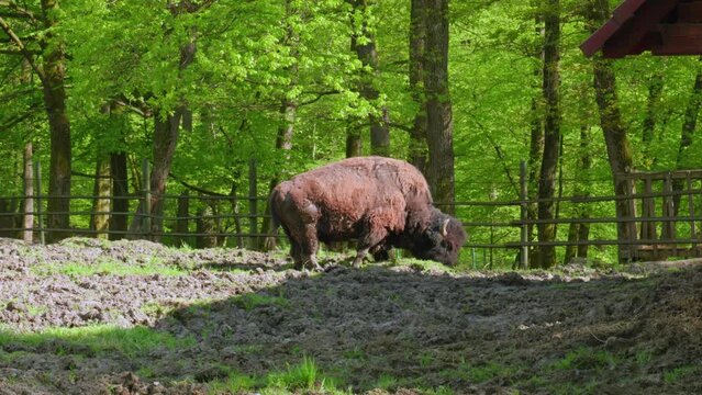 The adult bison is eating hay at the zoo. European bison