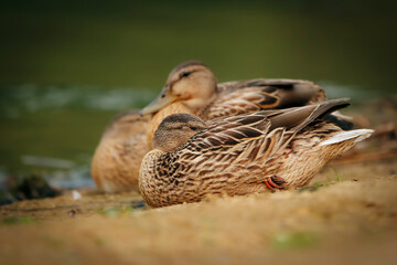 Female Mallard duck is napping near the pond in fall.