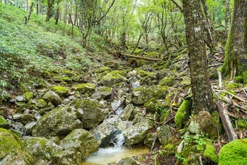 Obraz premium 苔むした大台ヶ原山の渓谷の情景
