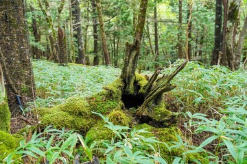 大台ヶ原山で見たひっそりとたたずむ苔むした倒木