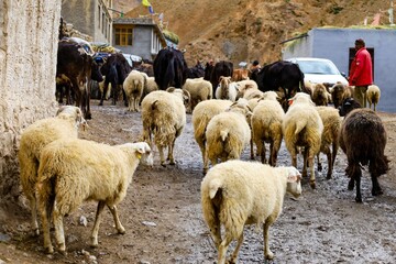 A group of sheep leisurely stroll through Kibber Village, their woolly coats contrasting with the...
