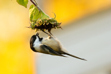 Little bird is eating seeds hanging on sunflower head. © Saeedatun