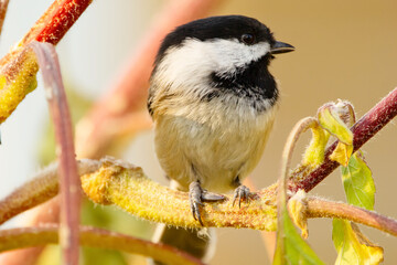 Chickadee is pecking a seed sitting on sunflower plant in fall.