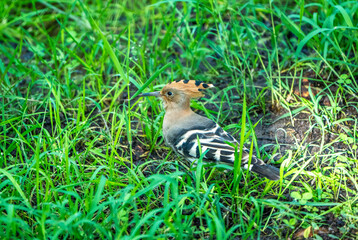 the hoopoe in the grass