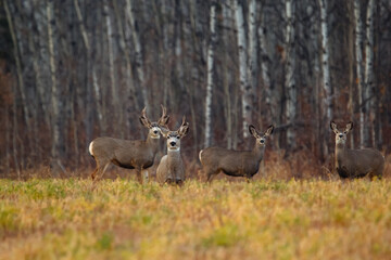 Naklejka na ściany i meble Mule deer is standing in the field at the bush in autumn day.