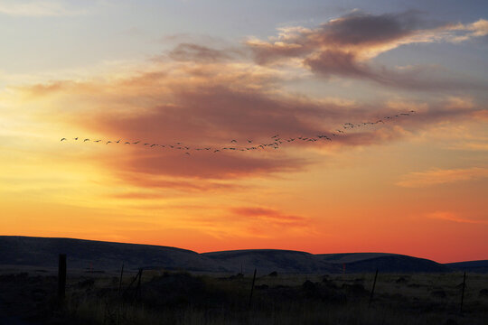 A large flock of birds fly towards the setting sun