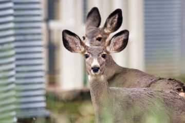 Mule deer doe is standing in the background of grain bin.