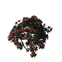 Rhododendron hybridum, rose, dendron tree, small tree, bush, tree, big tree, light for daylight,...