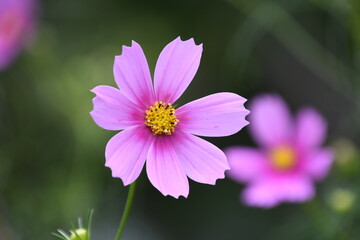 Fototapeta premium ピンク色のコスモス