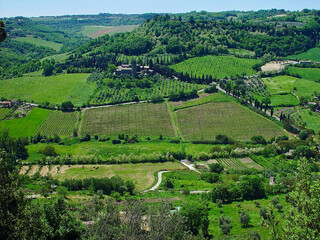 vineyards in italy