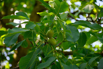 Plantation of high-quality PDO certified walnuts trees on foothills of Alps near Grenoble, France