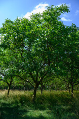 Fototapeta premium Plantation of high-quality PDO certified walnuts trees on foothills of Alps near Grenoble, France