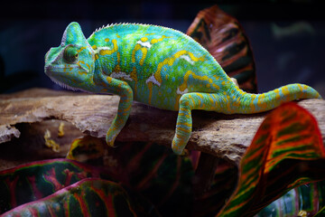 Colourful chamaeleo calyptratus reptile close up for sale in zoo shop