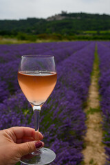 Summer in French Provence, cold gris rose wine from Cotes de Provence and blossoming colorful lavender fields on Valensole plateau, tastes and aromas Provence, France
