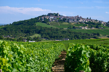 Fototapeta na wymiar View on vineyards around Sancerre wine making village, rows of sauvignon blanc grapes on hills with different soils, Cher, Loire valley, France