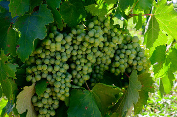 Vineyards of Chateauneuf du Pape appellation with grapes growing on soils with large rounded stones galets roules, lime stones, gravels, sand.and clay, famous red wines, France
