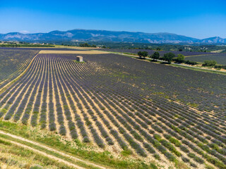 Aerial view on Plateau of Valensole with rows of blossoming purple lavender, wheat grain fiels and green trees, Provence, France in July